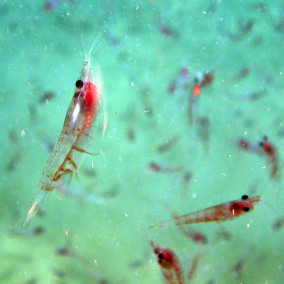 Ein Garnelenschwarm in 600 Meter Wassertiefe im Golf von Cádiz, aufgenommen mit dem Tauchroboter MARUM-CHEROKEE