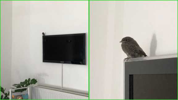 ein Vogel in der Informationsgesellschaft ein Vogel in der Informationsgesellschaft